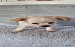 Chihuahua dogs for sale: Cute as a Button: Friendly Chihuahua Boy Puppies - Image 2
