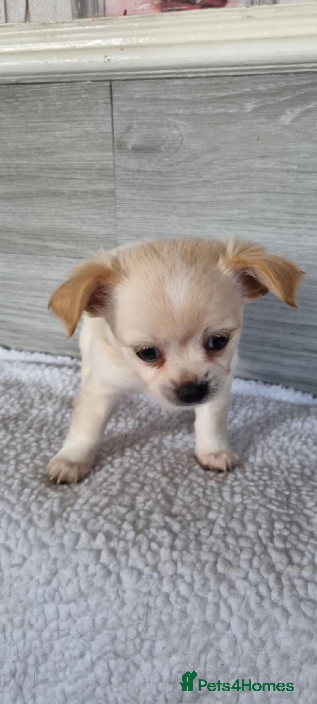 Chihuahua dogs for sale: Cute as a Button: Friendly Chihuahua Boy Puppies - Image 2