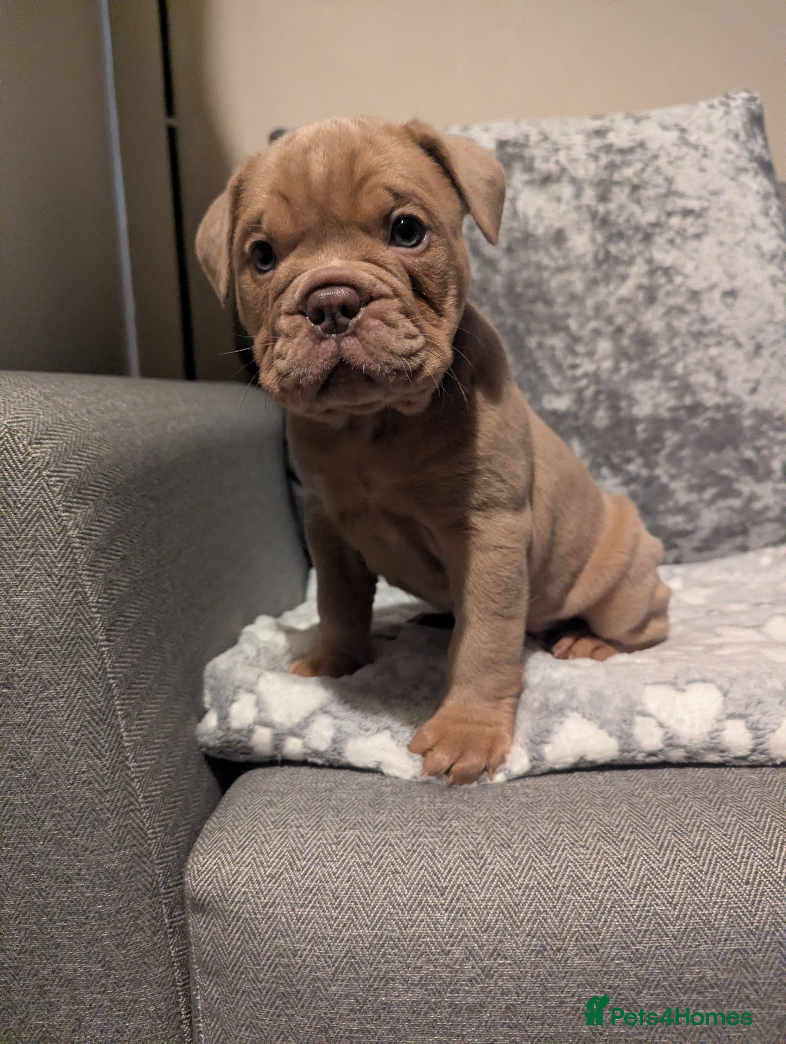 Old Tyme Bulldog dogs STUNNING OLD TYME ENGLISH BULLDOG PUPPIES  - Advert 1
