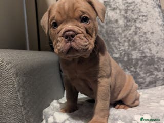 Old Tyme Bulldog dogs STUNNING OLD TYME ENGLISH BULLDOG PUPPIES - Advert 2