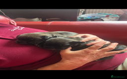 Mixed Breed dogs for sale: Lakeland x Boston terrier - Image 3