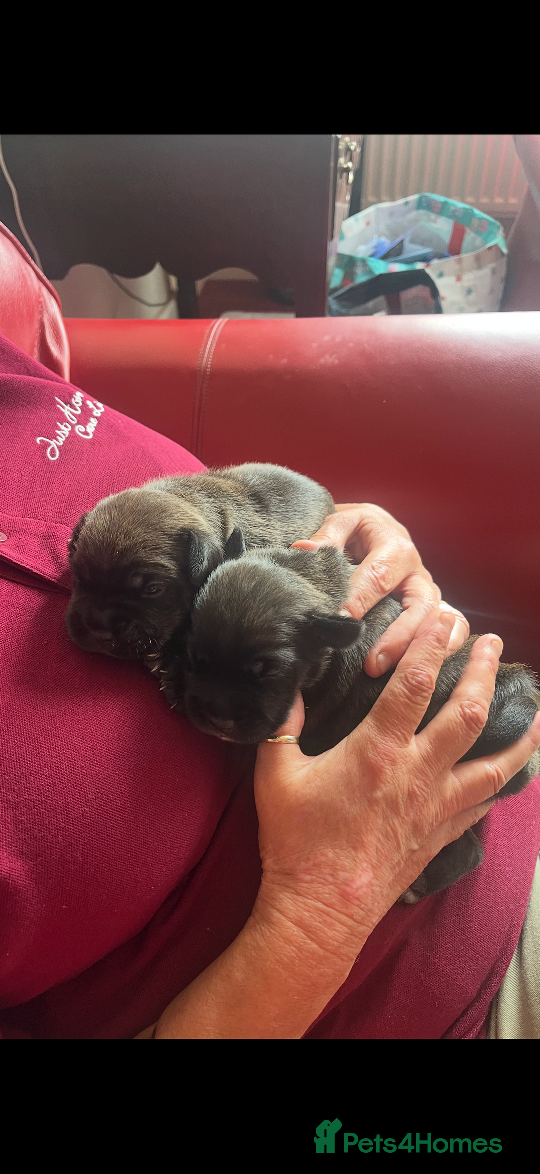 Mixed Breed dogs for sale: Lakeland x Boston terrier - Image 3