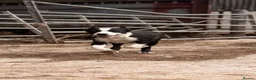 Border Collie dogs for sale: ONE REMAINING - Female Border Collie Puppies - Advert 12