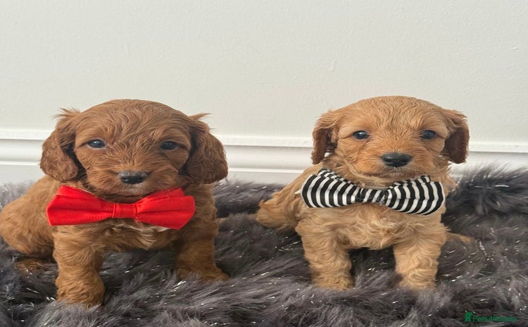 Cavapoo dogs - Advert 16