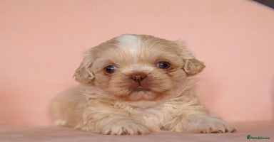 Shih Tzu dogs - Advert 1