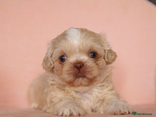 Shih Tzu dogs - Advert 6