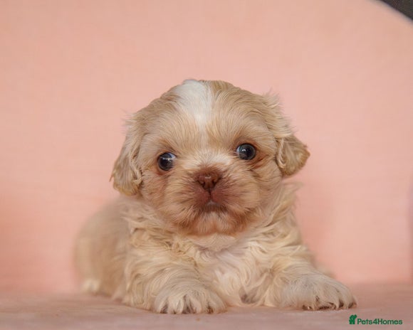 Shih Tzu dogs - Advert 3