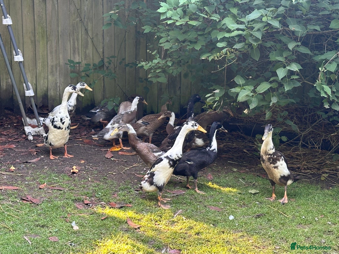 Ducks poultry for sale: Runner Ducks  - Image 9
