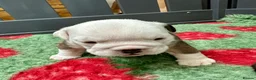 English Bulldog dogs for sale: Stunning litter of kc reg English bulldog puppies  - Advert 12