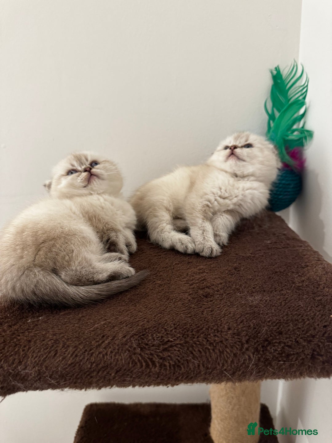 Scottish Fold cats for sale: Purebred Chinchilla Scottish Fold Kittens  🐾 - Advert 4