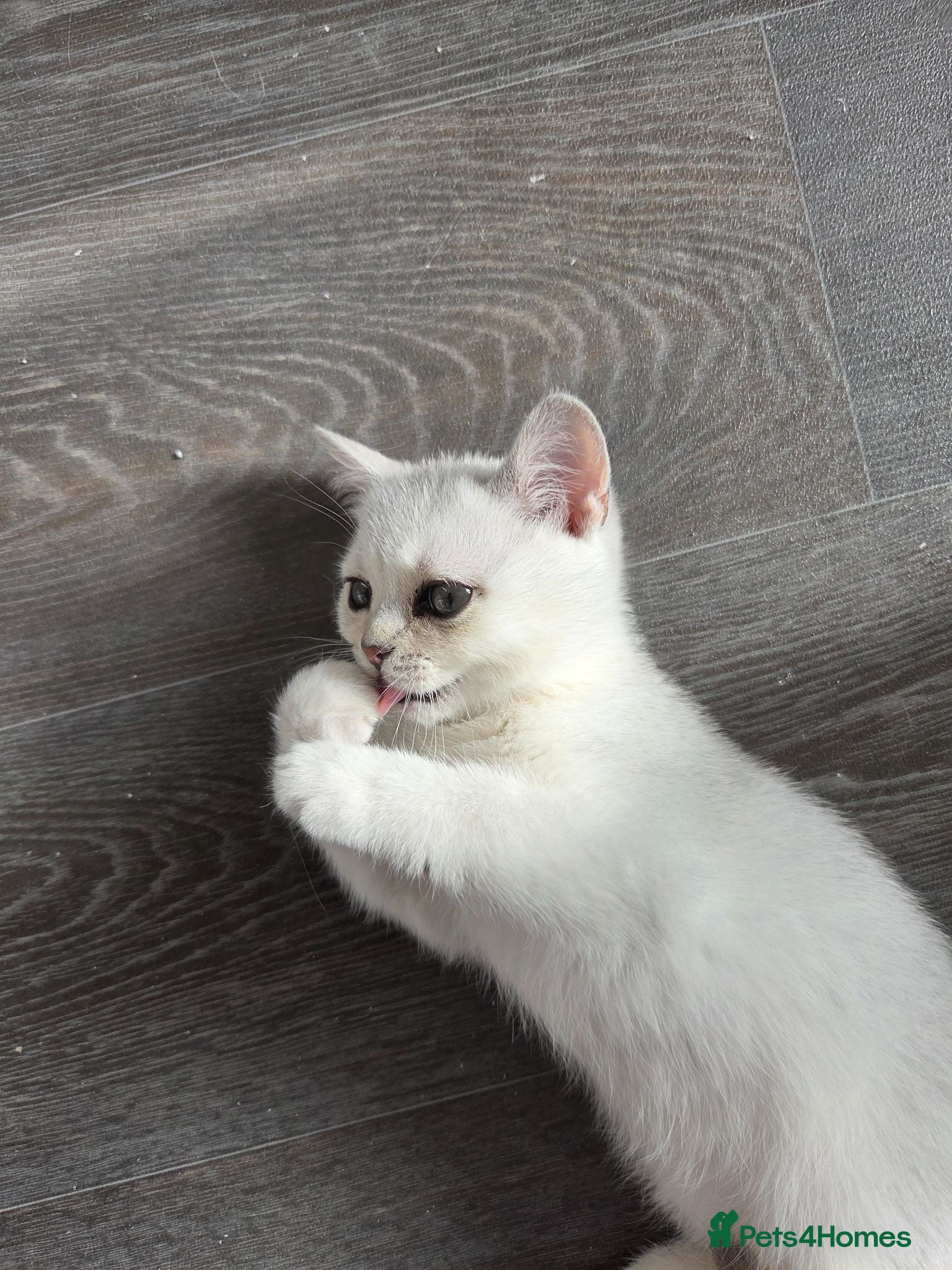 British Shorthair cats 3 white kittens with blue-green eyes for sale.  - Advert 1