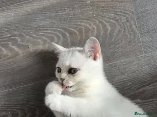British Shorthair cats 3 white kittens with blue-green eyes for sale. - Advert 5