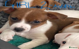 Jack Russell dogs for sale: Stunning 7 wks Jack Russell Terrier pups £950 - Image 6