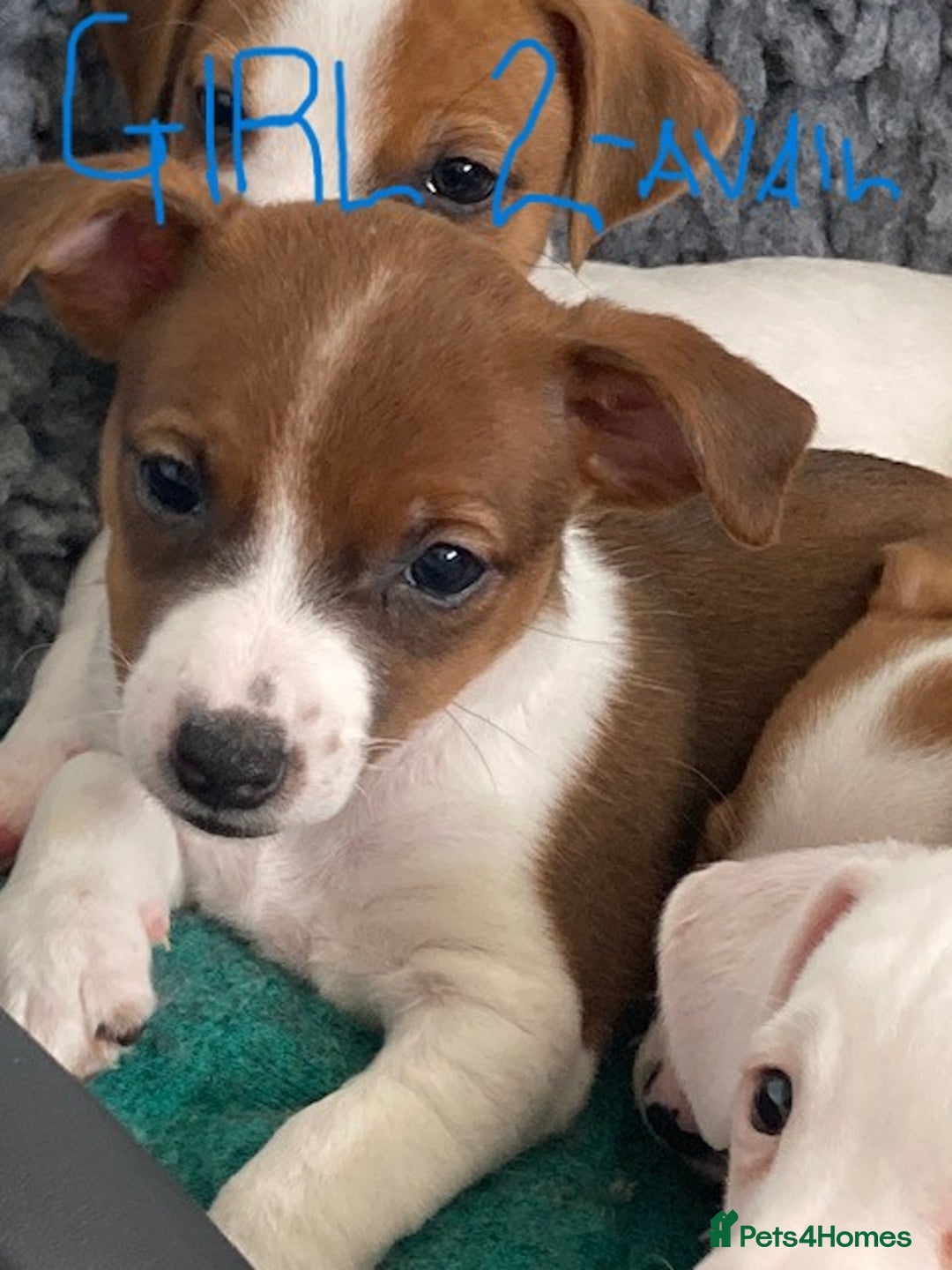 Jack Russell dogs for sale: Stunning 7 wks Jack Russell Terrier pups £950 - Image 6