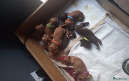 Cocker Spaniel dogs for sale: Working spaniels  - Image 1