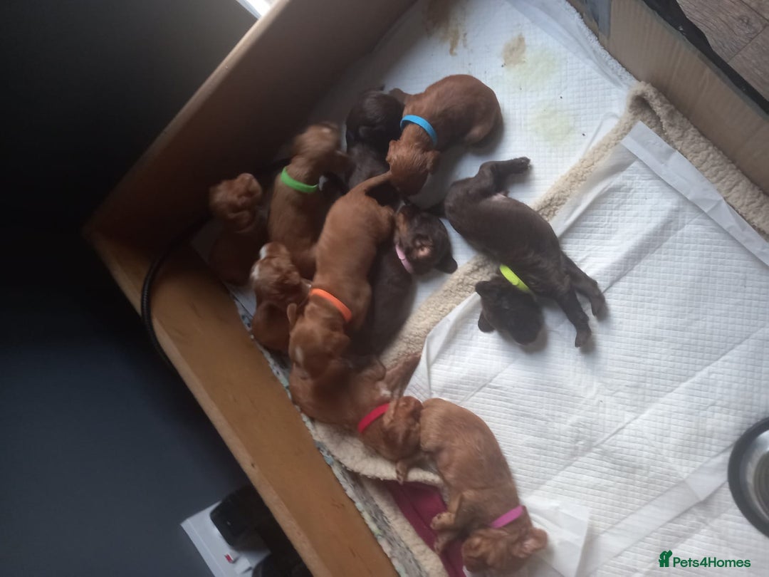 Cocker Spaniel dogs for sale: Working spaniels  - Image 1
