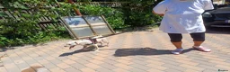 Cockapoo dogs for adoption: 🐾CRIS - Betrayed by the Person He Trusted… in Nottingham - Advert 21