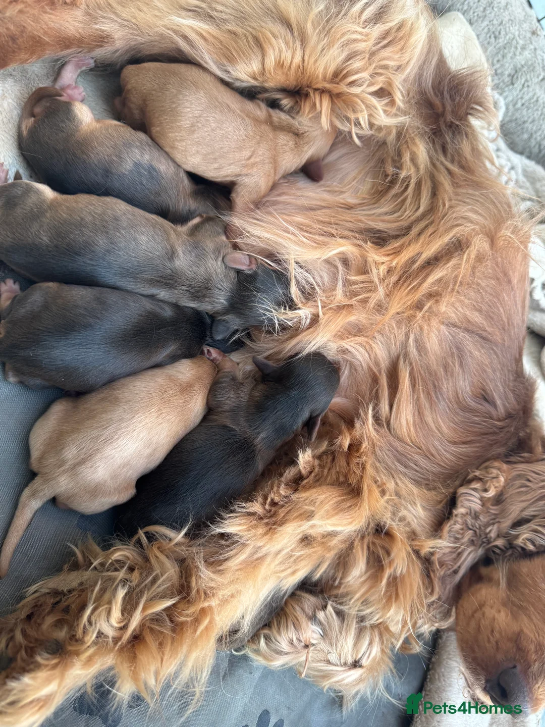 Cockapoo dogs for sale: All puppies have been reserved   - Advert 5