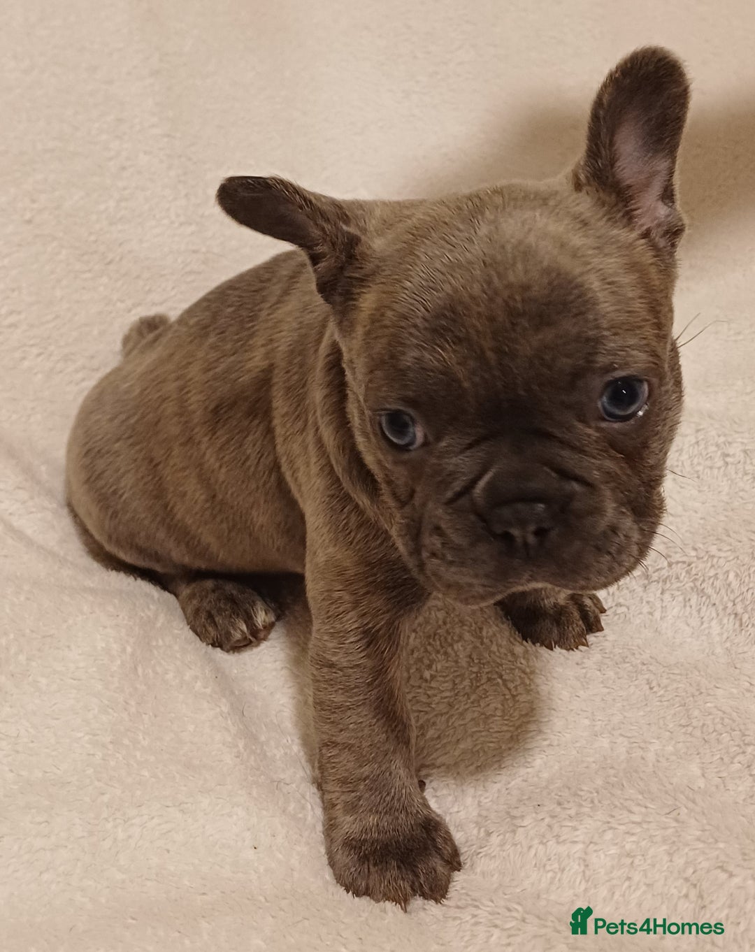 French Bulldog dogs for sale: Beautiful litter of amazing babies  - Advert 14