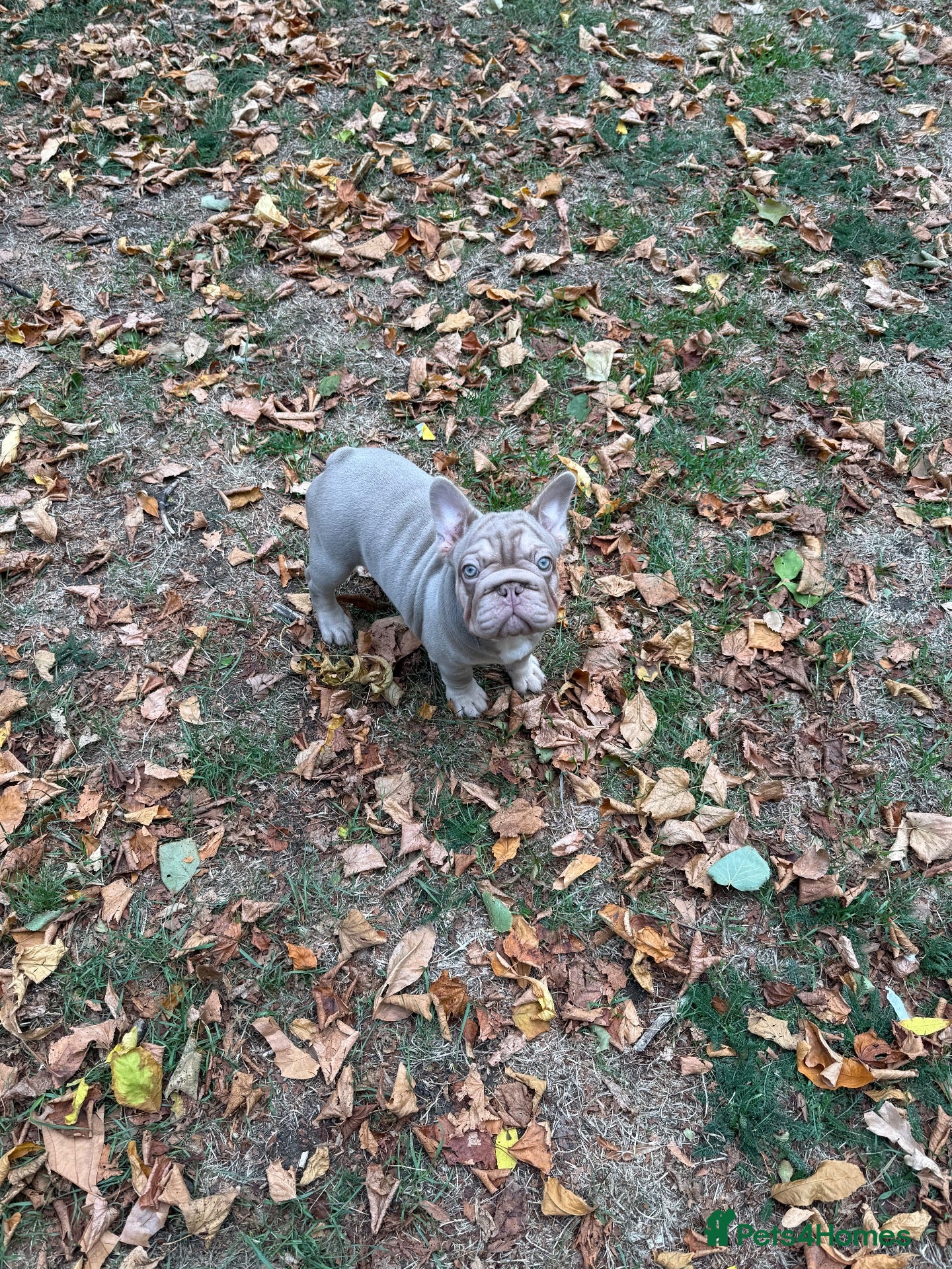 French Bulldog dogs  Top quality French bulldogs  - Advert 10