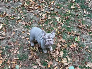 French Bulldog dogs Top quality French bulldogs - Advert 1
