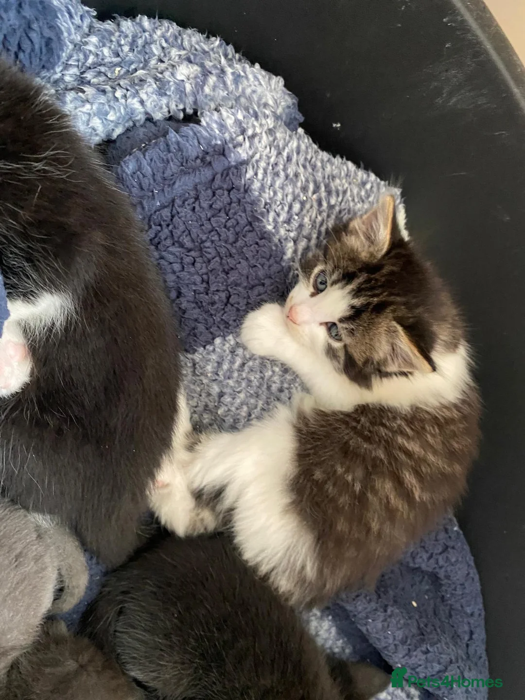 Ragdoll cats for sale: Ragdoll kittens - Advert 2