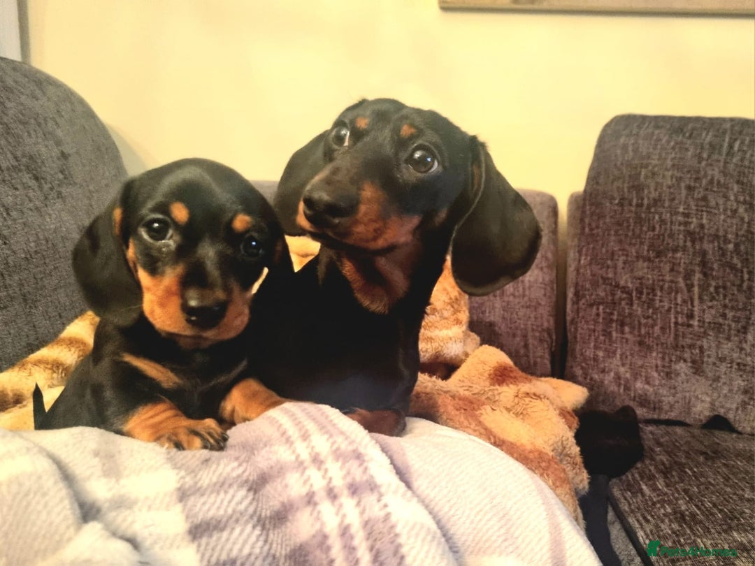 Miniature Dachshund dogs for sale: Our Little Dachshund Family - Advert 3