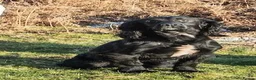 Cocker Spaniel dogs for sale: KC Registered Cocker Spaniel Puppies in Market Drayton - Advert 2