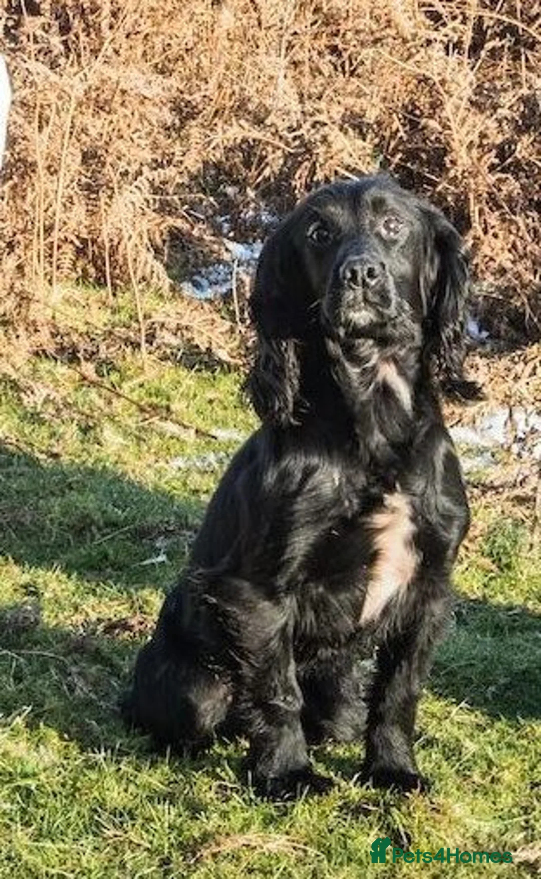 Cocker Spaniel dogs for sale: KC Registered Cocker Spaniel Puppies in Market Drayton - Advert 2