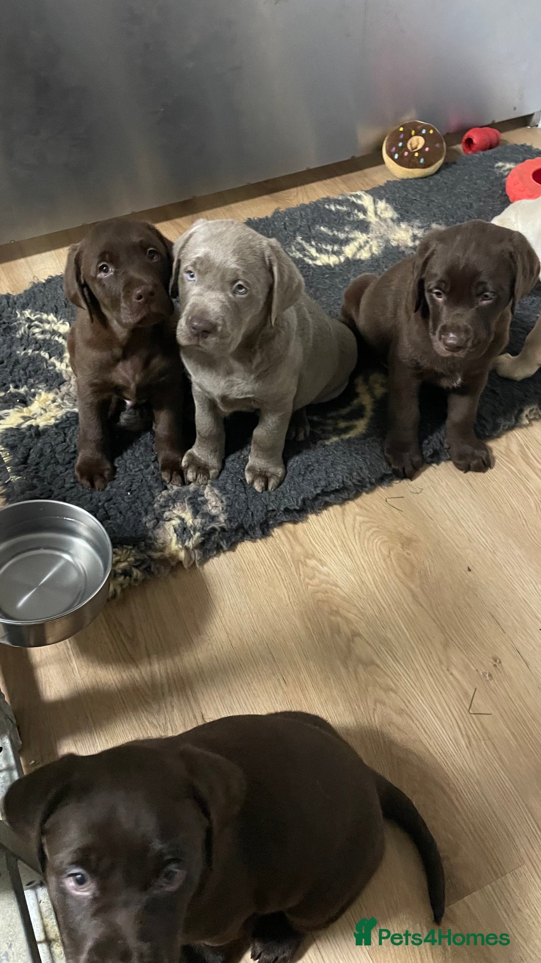 Labrador Retriever dogs for sale: Kennel club registered Labrador puppies  - Advert 9