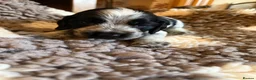 Cocker Spaniel dogs for sale: KC  Show cocker spaniel pups - Advert 5