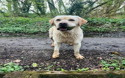 Labrador Retriever dogs for sale: ✨ Stunning chunky Labrador puppies ✨ - Image 24