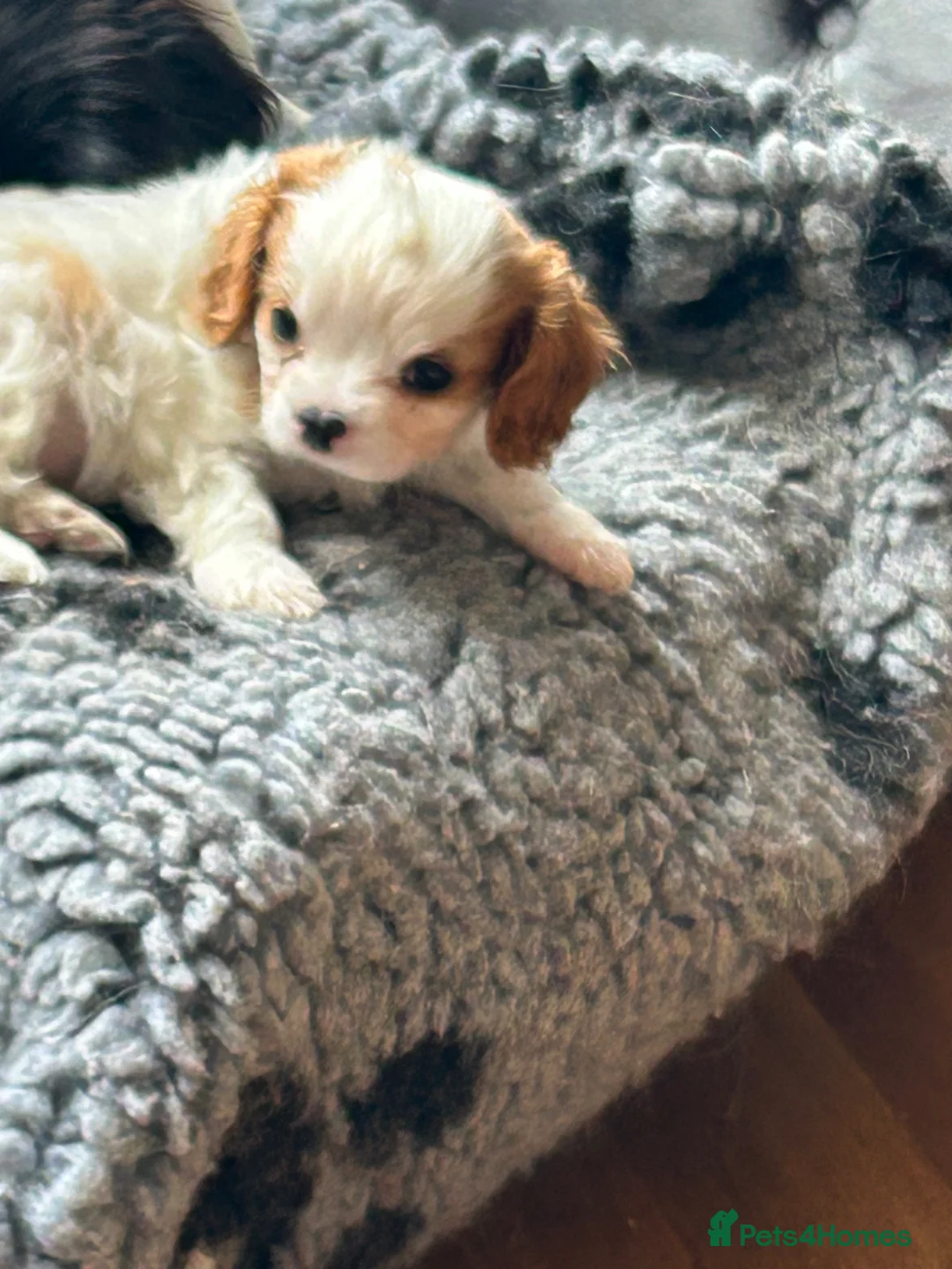 Cavalier King Charles Spaniel dogs for sale: Health tested Blenheim boys  - Advert 8
