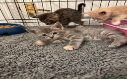 American Shorthair cats for sale: 4 stunning bsh x American short kittens avail - Image 23