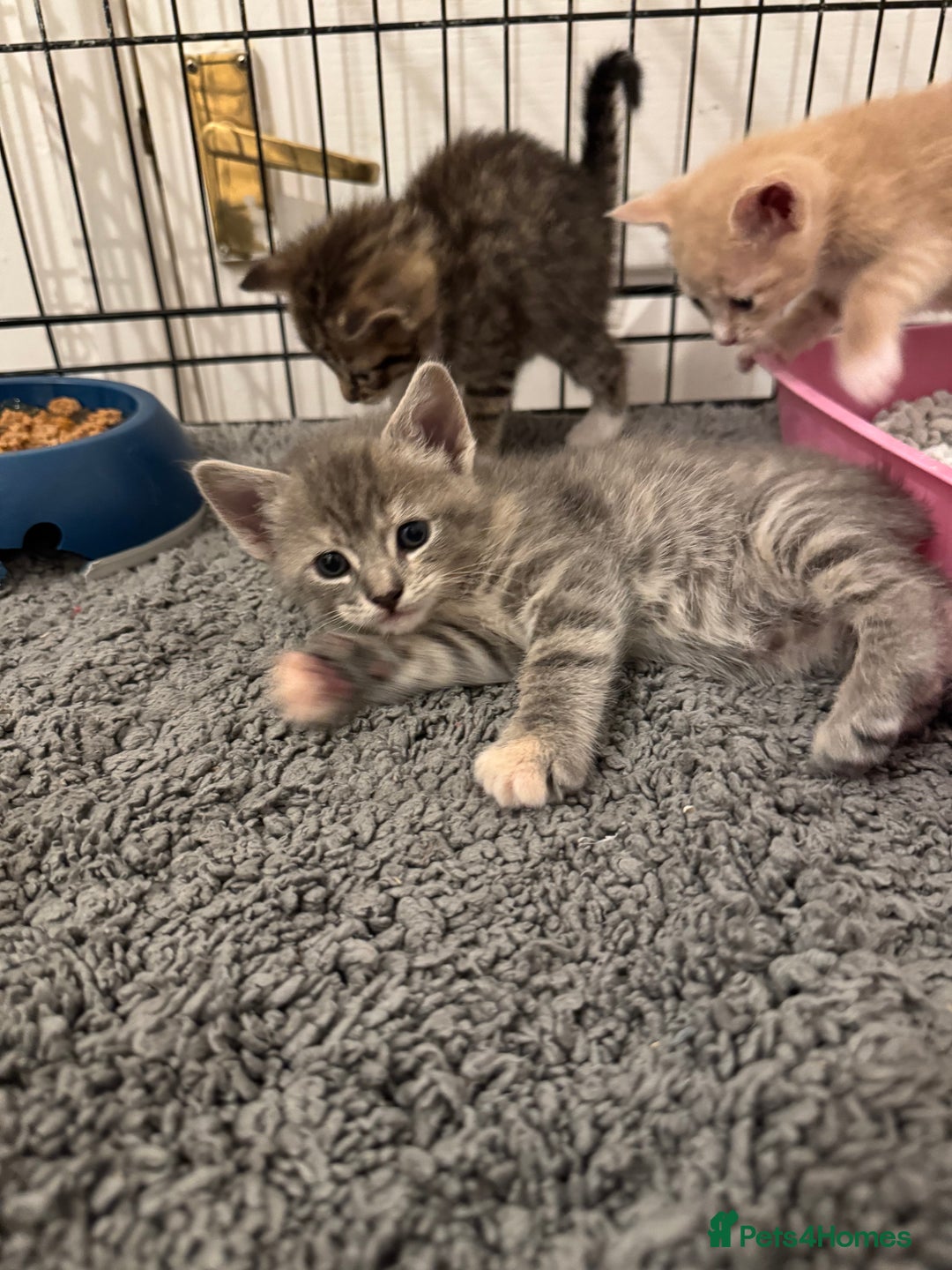 American Shorthair cats for sale: 4 stunning bsh x American short kittens avail - Image 23