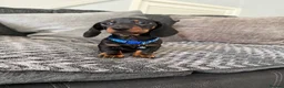 Miniature Dachshund dogs for sale: Stunning kc reg mini smooth pups ready to go  - Advert 9