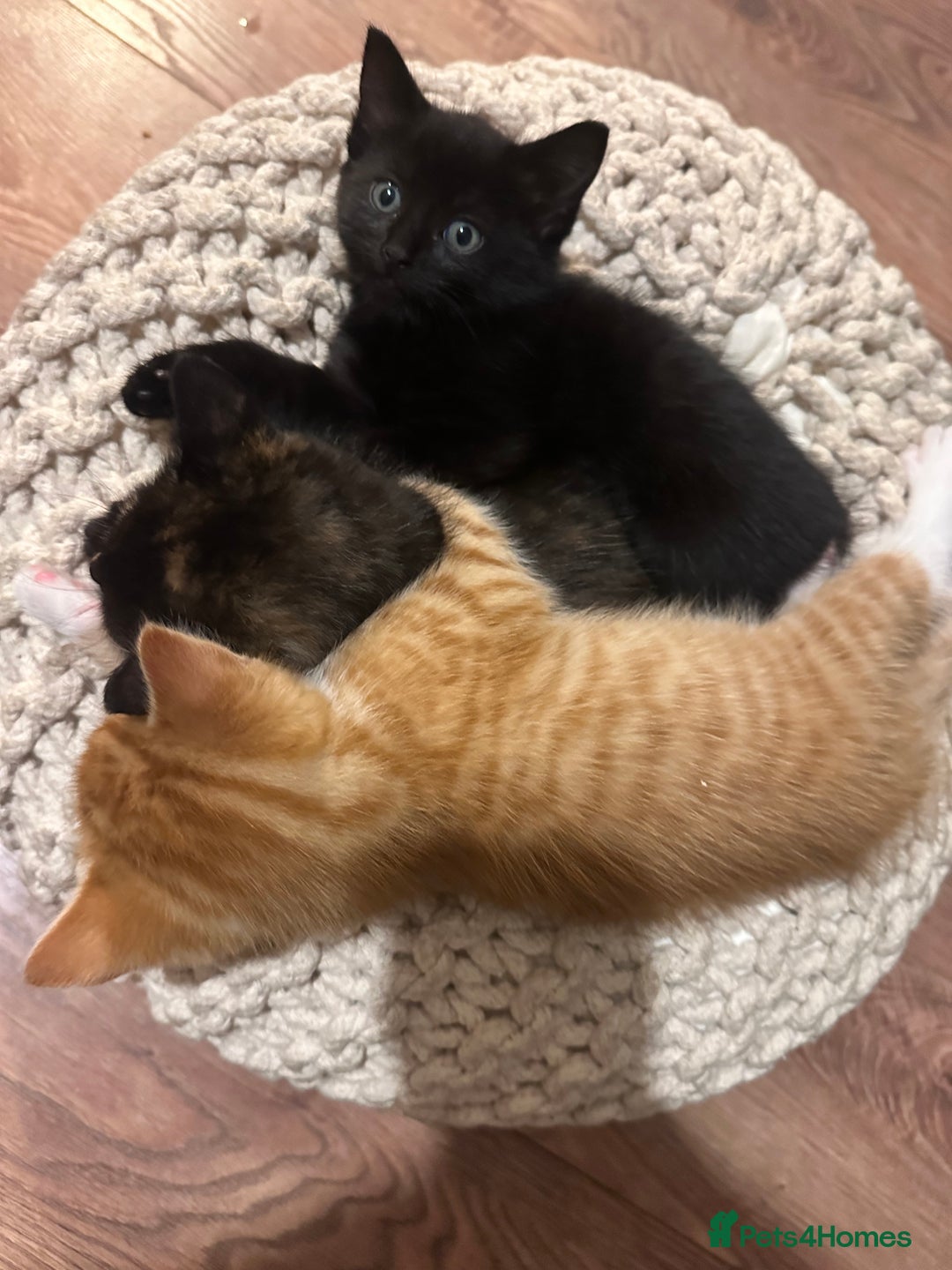 Mixed Breed cats for sale: Full black kitten .  - Image 6