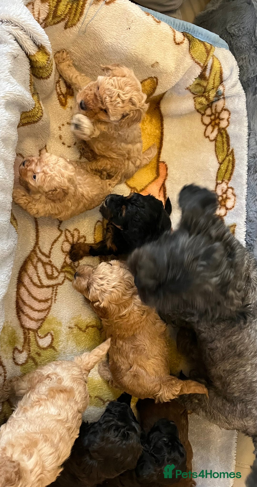 Shihpoo dogs for sale: beautiful shihpoo litter - Image 14