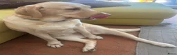 Labrador Retriever dogs for sale: Labrador Retriever - Emotional Support dog  - Advert 17