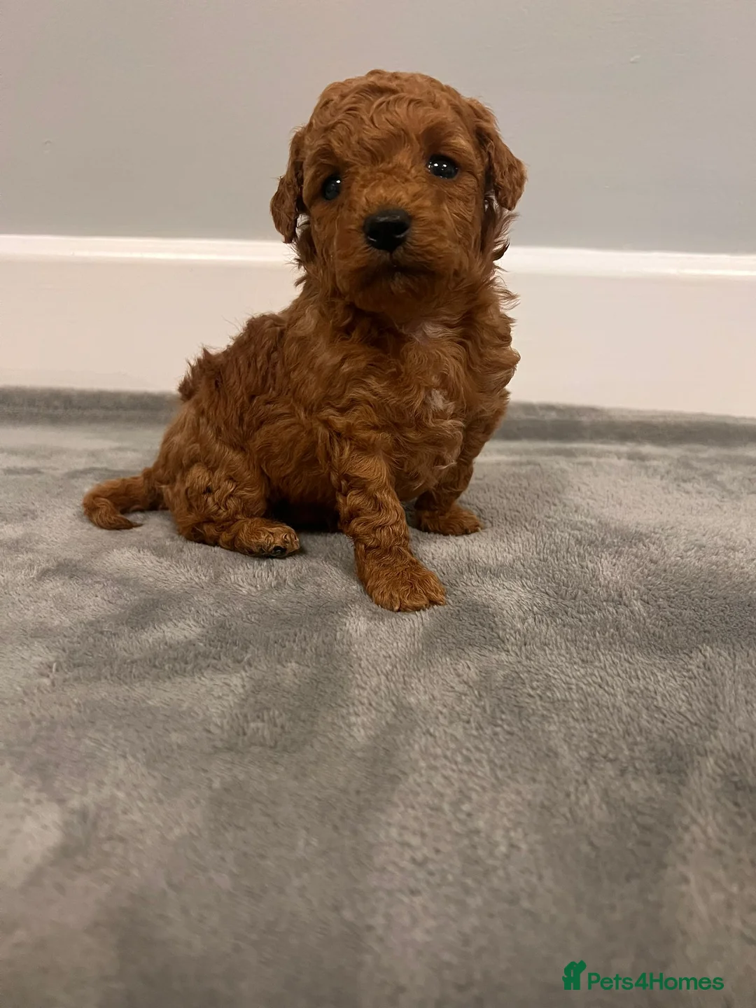 Mixed Breed dogs for sale: 🐩Asian Line Poodles-Fox Red, Apricot 🐩  - Advert 8