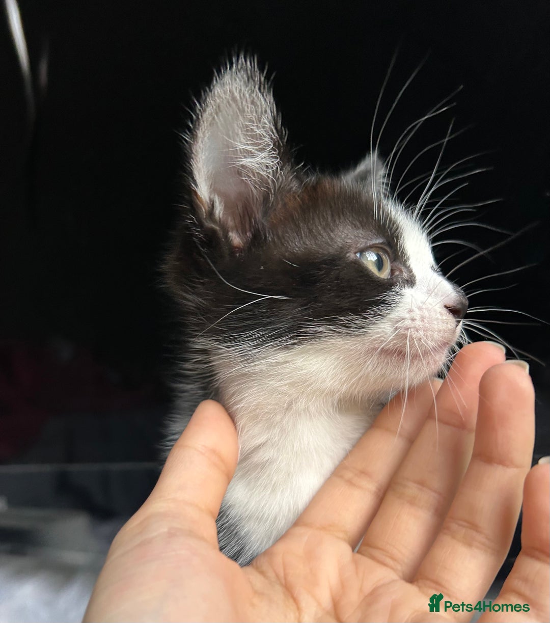 Mixed Breed cats for sale: 2 Adorable kittens  - Advert 4