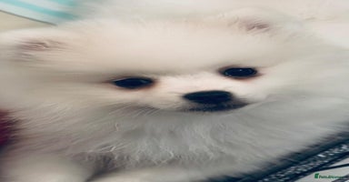 Pomeranian dogs - Advert 1