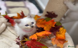 Ragdoll cats for sale: Adorable Ragdoll Kittens - GCCF registered - Image 14