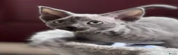Devon Rex cats for sale: Fantastic Pedigree Devon Rex - Advert 3