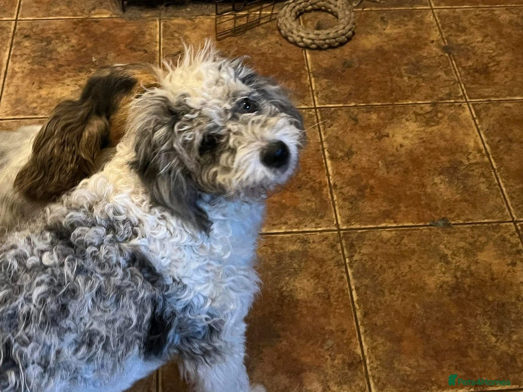 Bordoodle dogs for sale: F1 & F1b Bordoodle pups expected - Advert 6