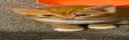 Mixed Breed cats for sale: Ginger kittens  - Advert 1