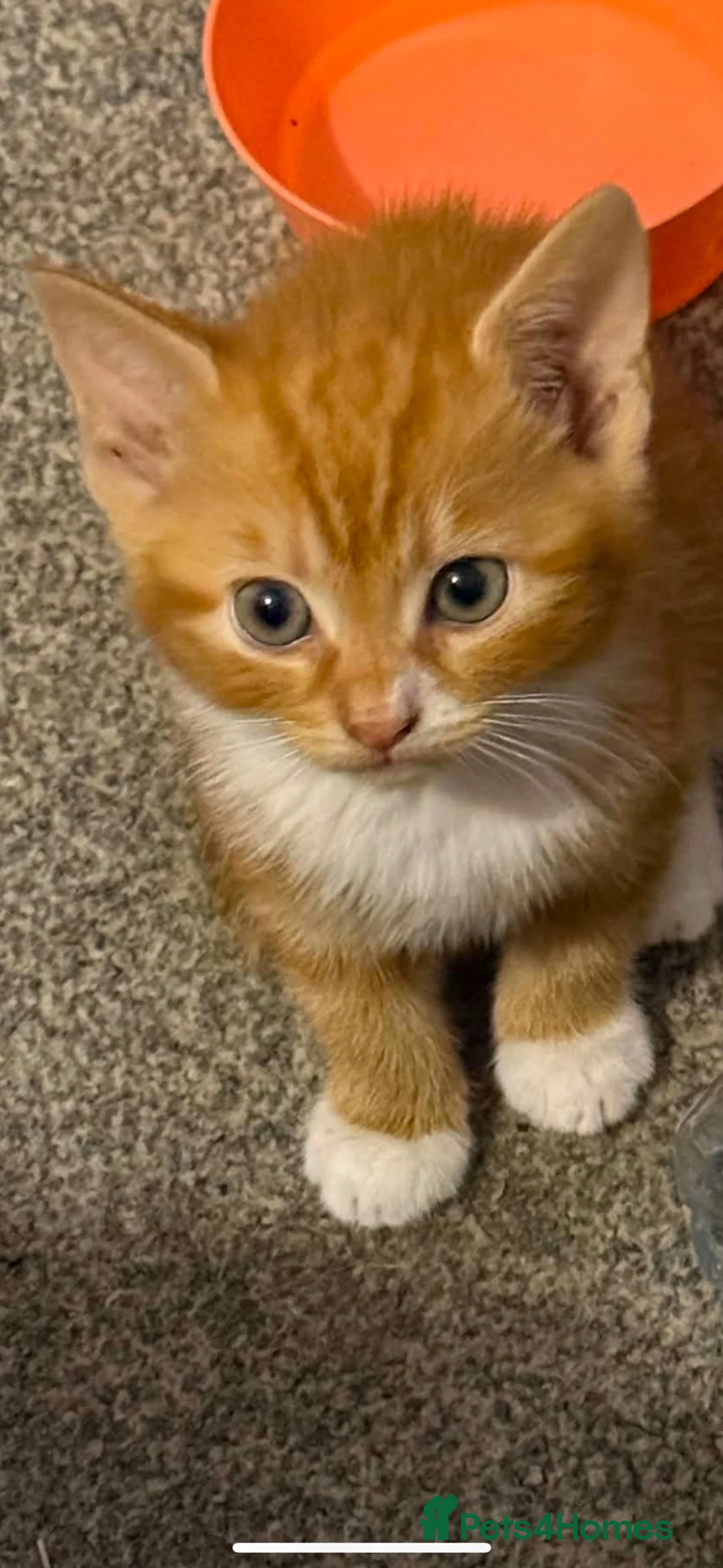 Mixed Breed cats for sale: Ginger kittens  - Advert 1