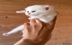 British Longhair cats for sale: Adorable Pure White Blue-Eyed British Kittens - Image 9