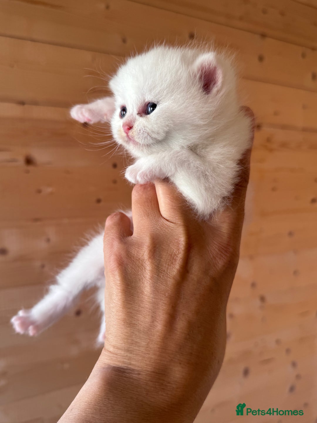 British Longhair cats for sale: Adorable Pure White Blue-Eyed British Kittens - Image 9