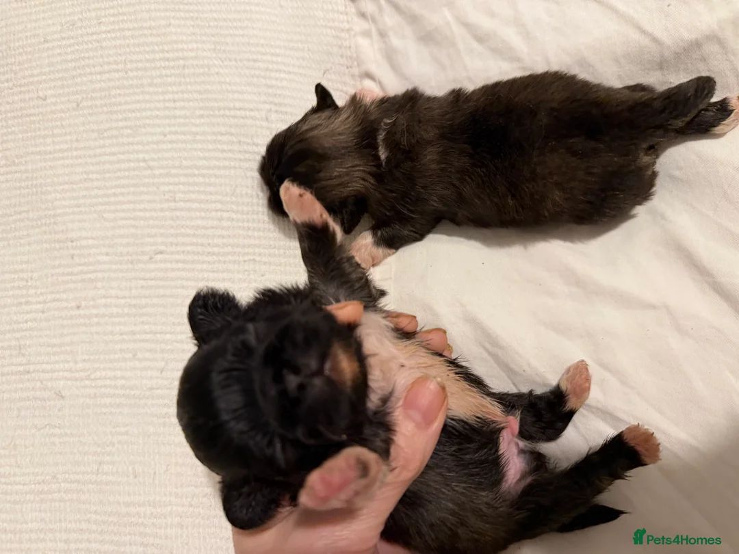 Pekingese dogs for sale: Kc Pekingnese boys available - Advert 8